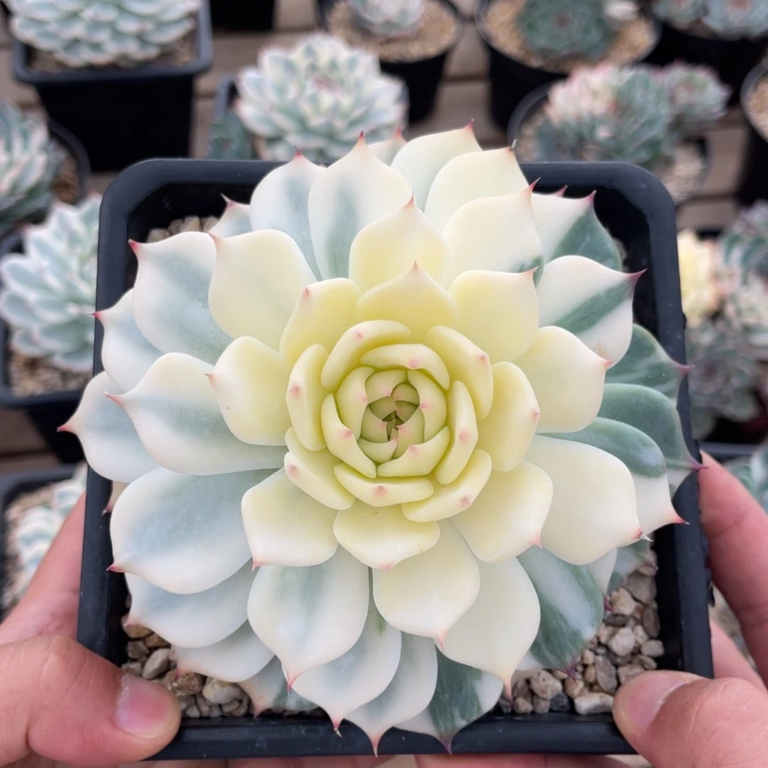 一物一拍不支持退换