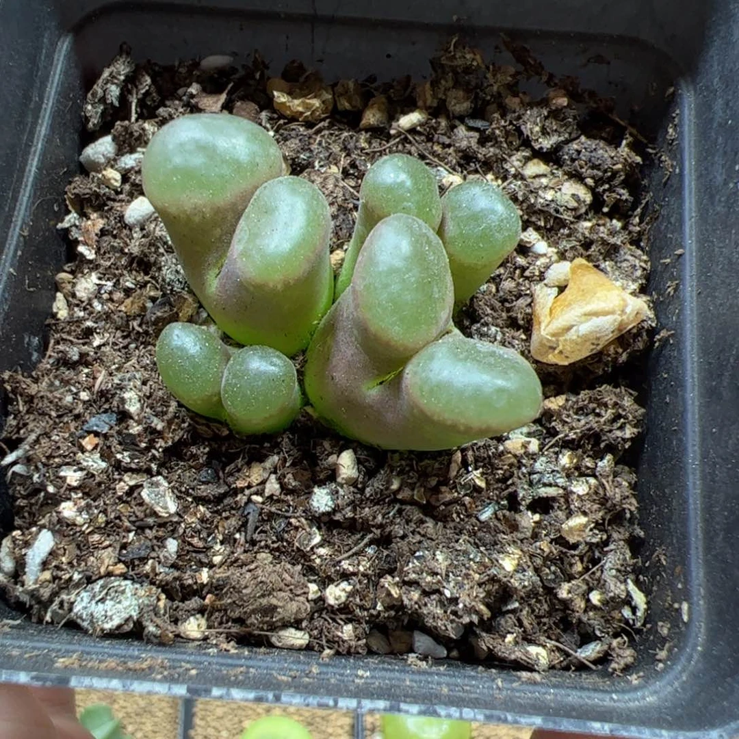 【闪购商品】2 开播福利