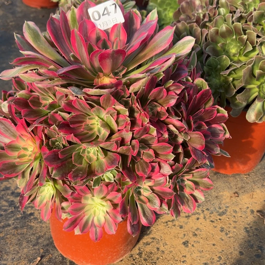 1.3-47男神多肉植物