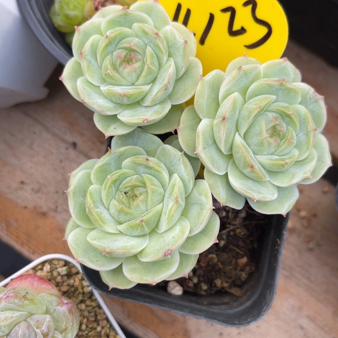 白芷珍妮3头群4123