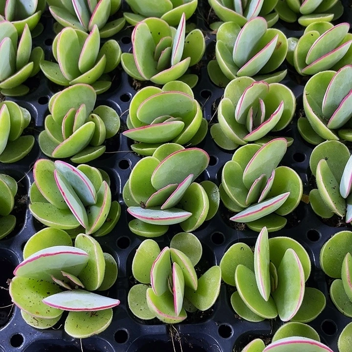 小白眉1元带土发货