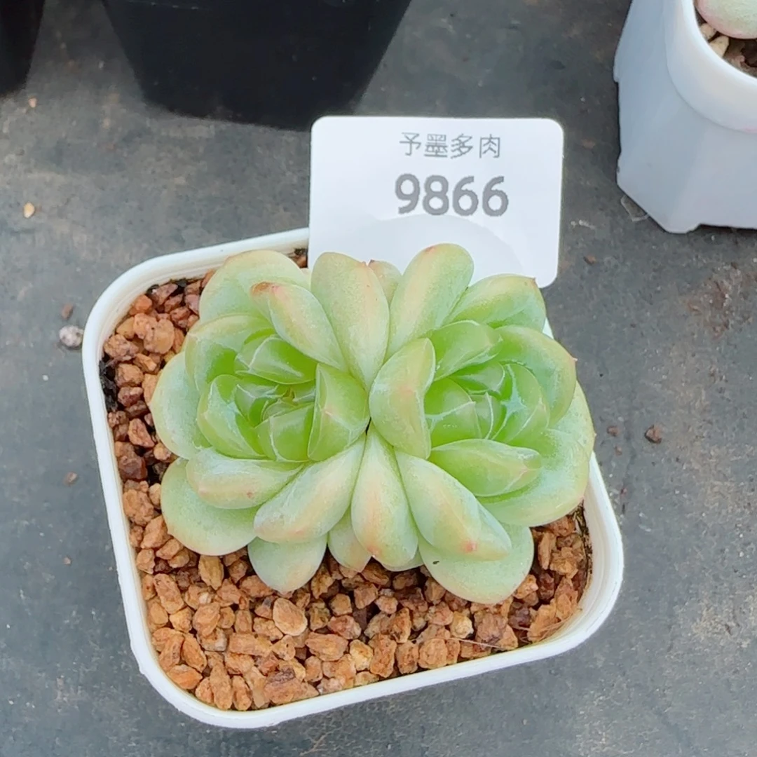 冰淇淋，9866多肉植物