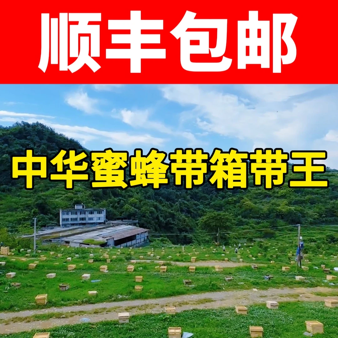优质蜂箱3匹4匹5匹的带箱带王顺丰包邮