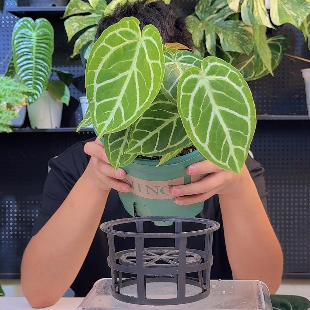 荷***了完全开放一物一拍C77