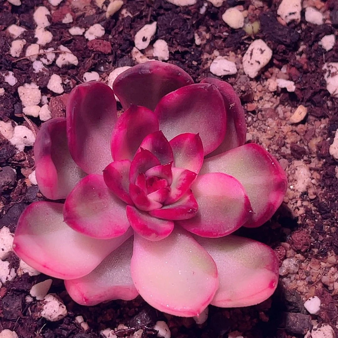 尚品园艺福利锦头盖8216