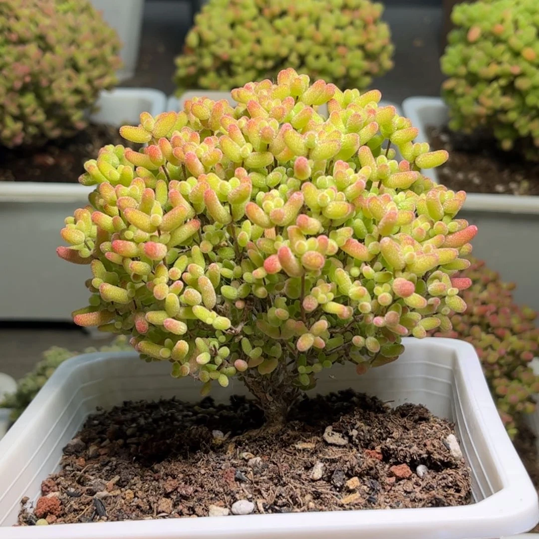 47蜜桔糖球优选枝干