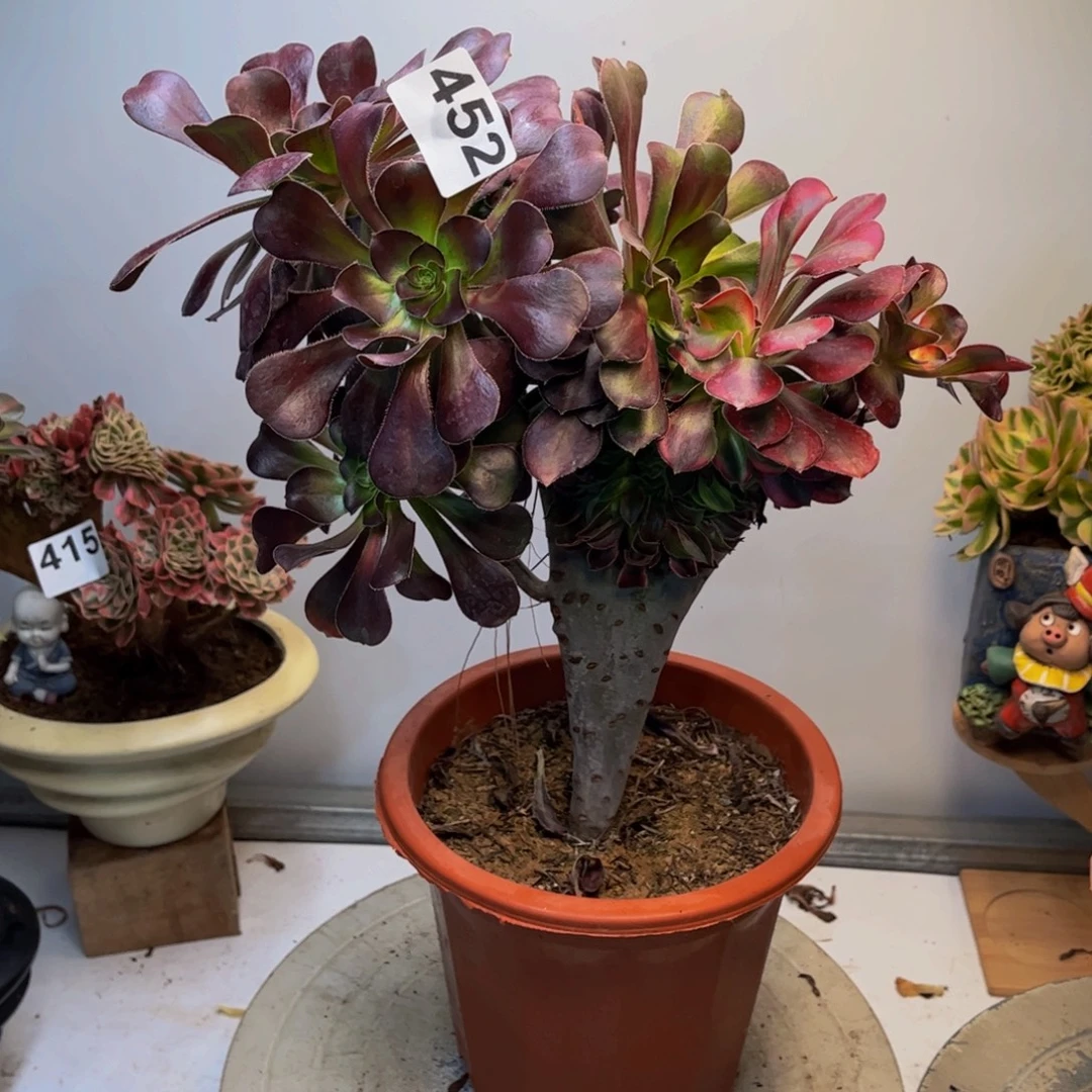 多肉植物香奈儿缀阴阳452