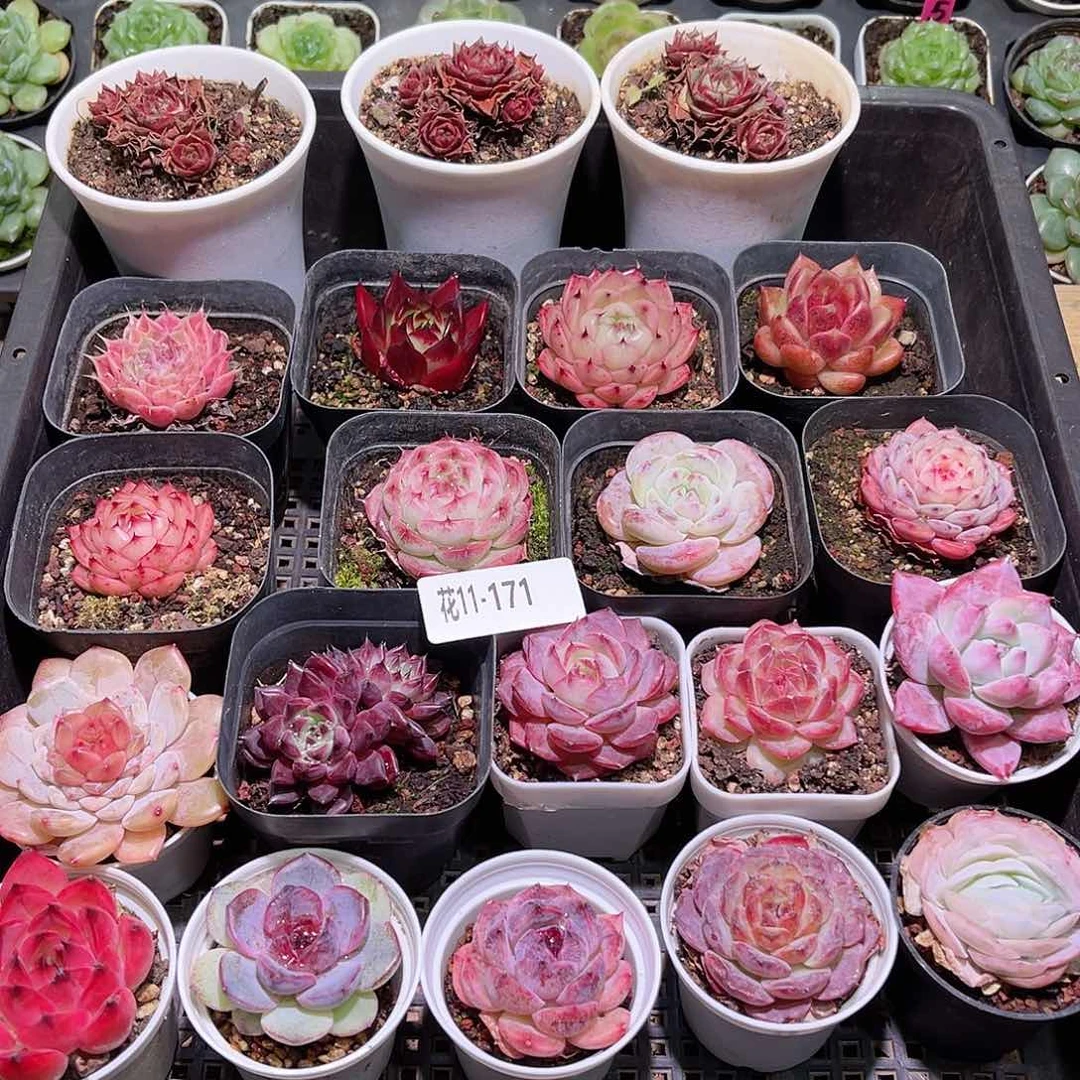 花11-171框拍多肉21颗