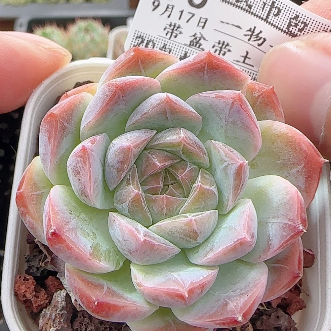 多肉0917--96暗纹系
