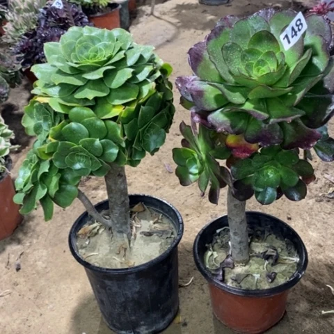 148，2棵1244567889