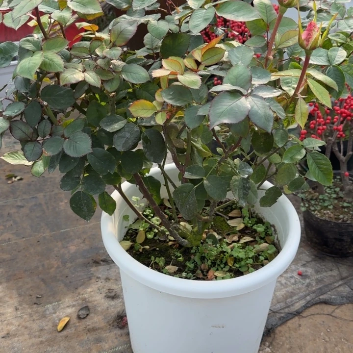 花***7完全开放精品月季花