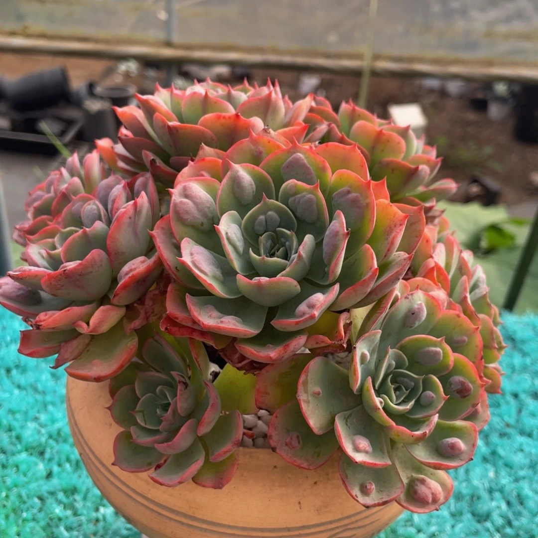 多肉植物盆栽多肉