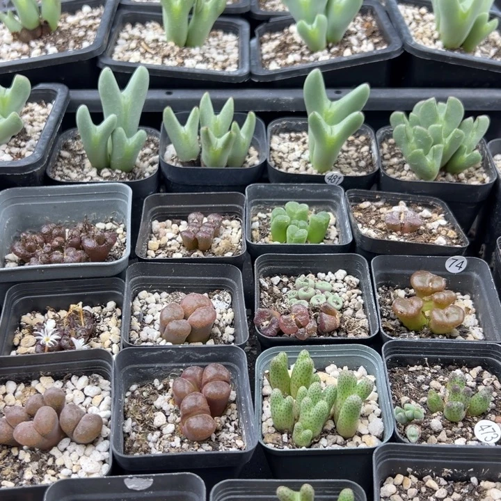 青***怀4颗富士之雪➕6颗空蝉11111