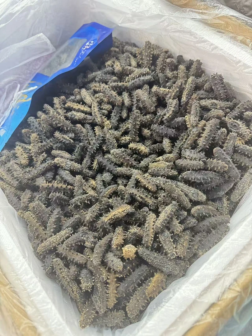 【飞飞精选】150头大连底播参（16倍）