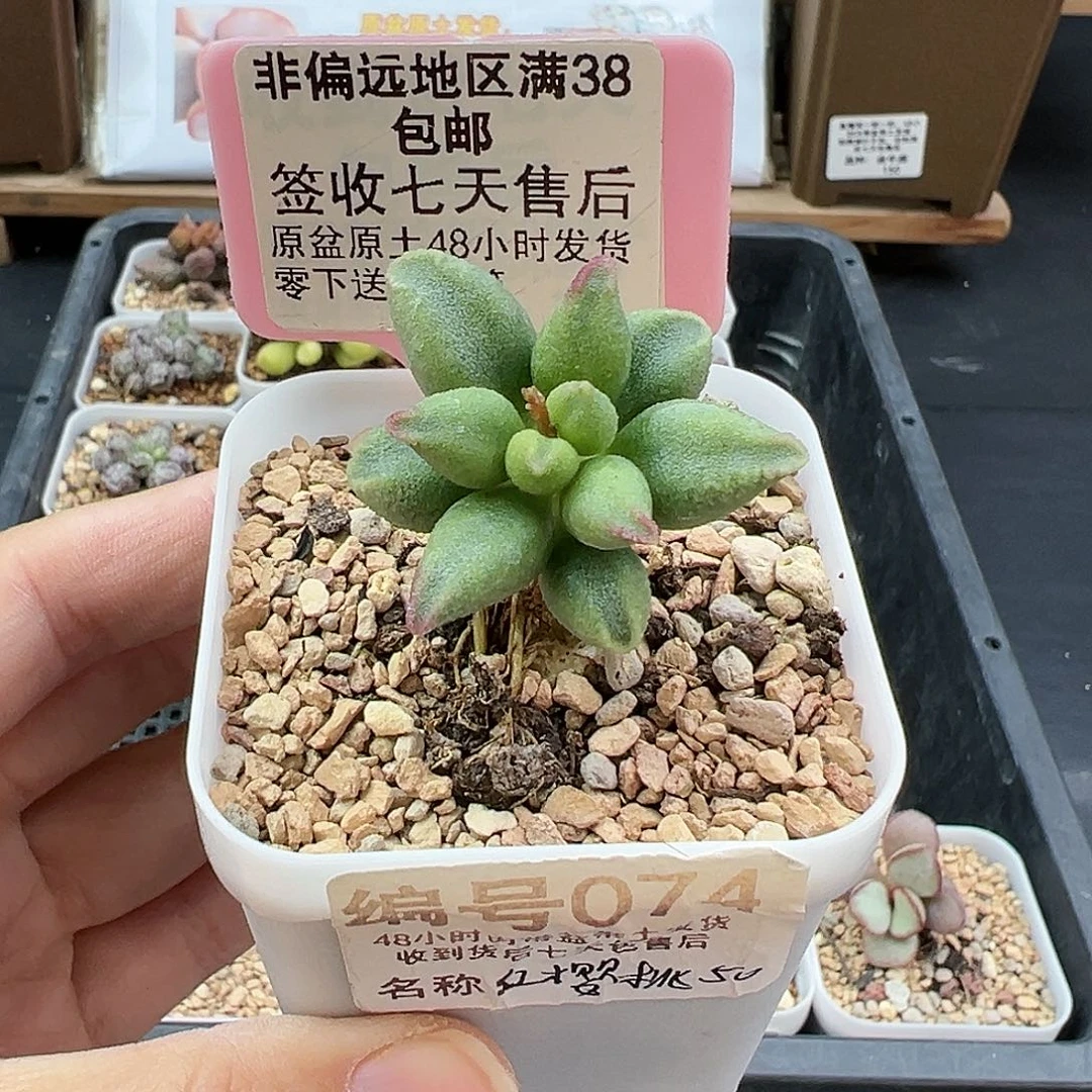 074红樱桃多肉植物