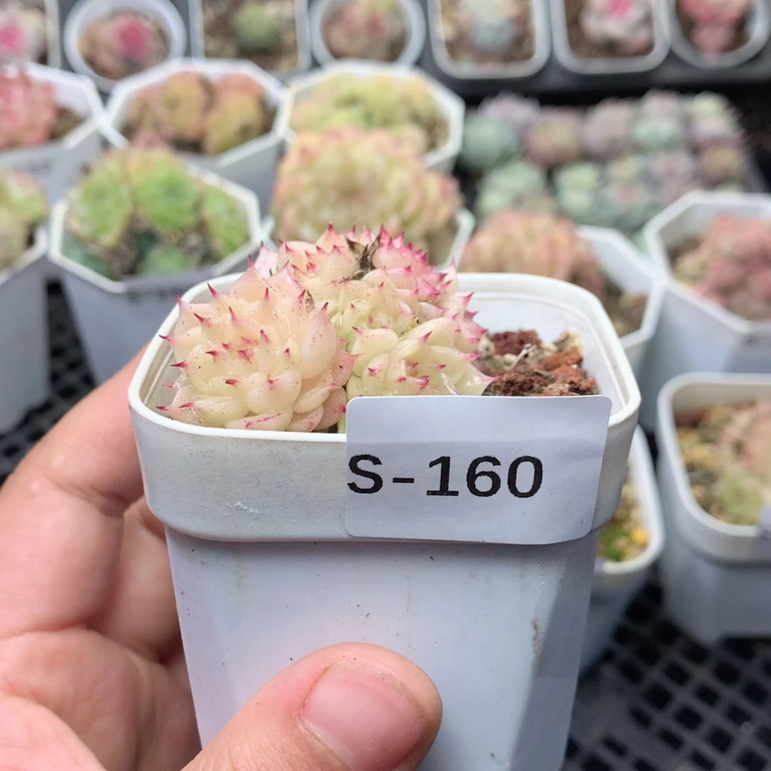 无花朵S160英语英语