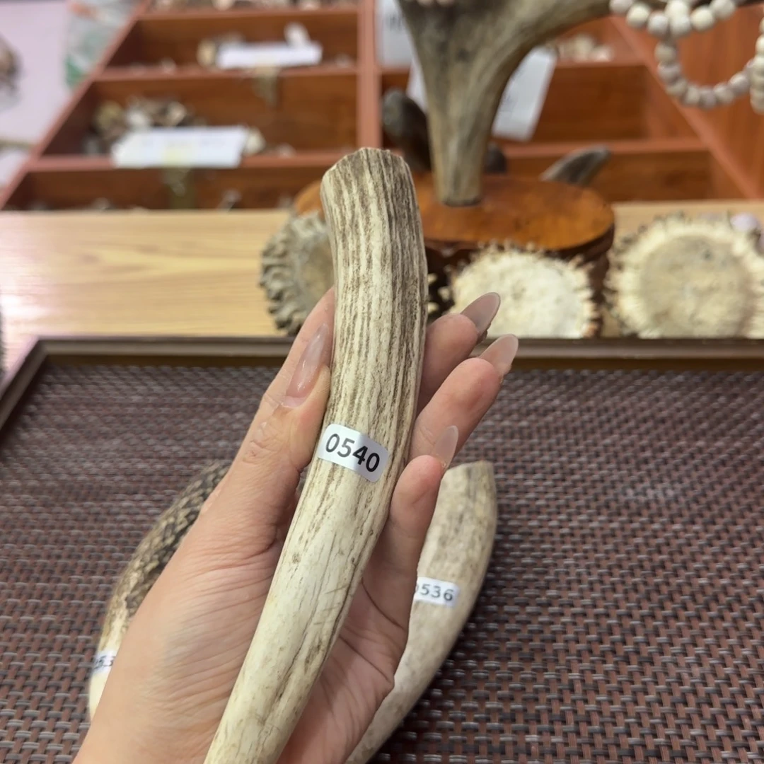 鹿骨其他0540梅花鹿脚尖