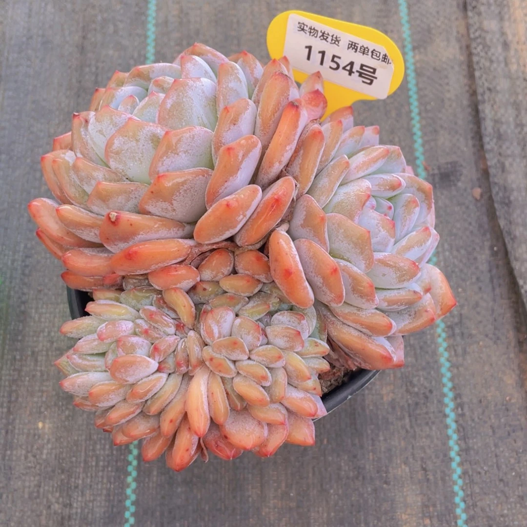 1154号 母本韩橙大缀