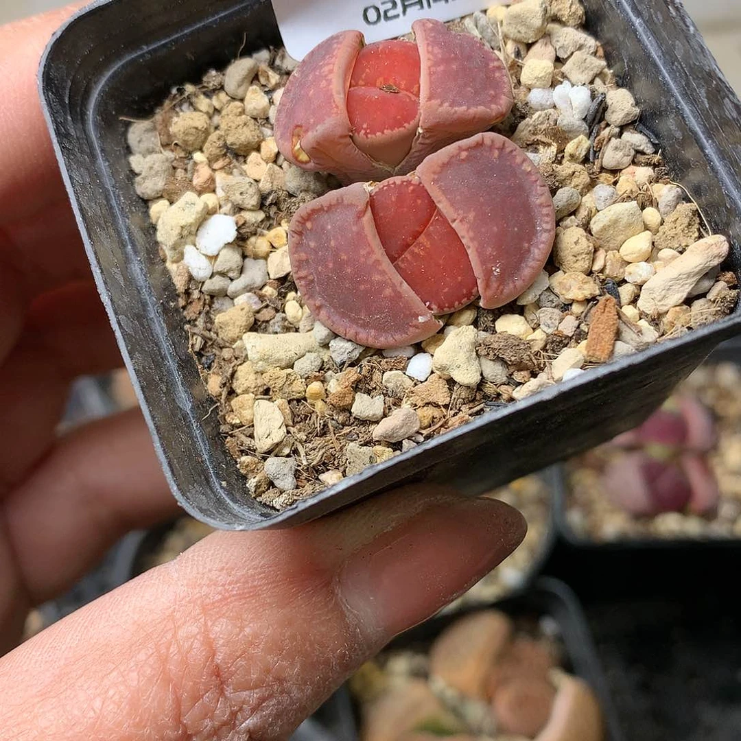 K53多肉植物保护研究所