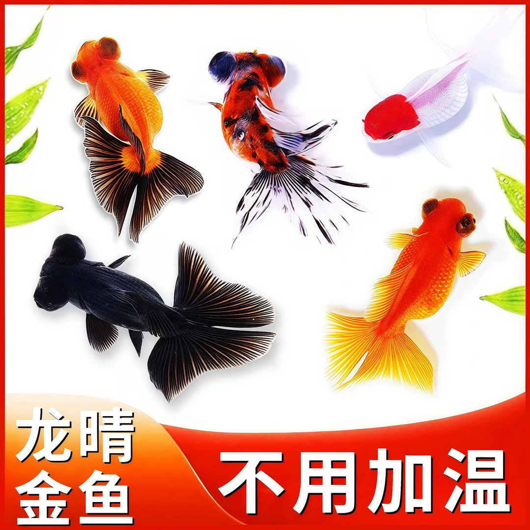 金鱼观赏鱼冷水小型金鱼活体鱼苗草金懒人好养皮实易活淡水红草金