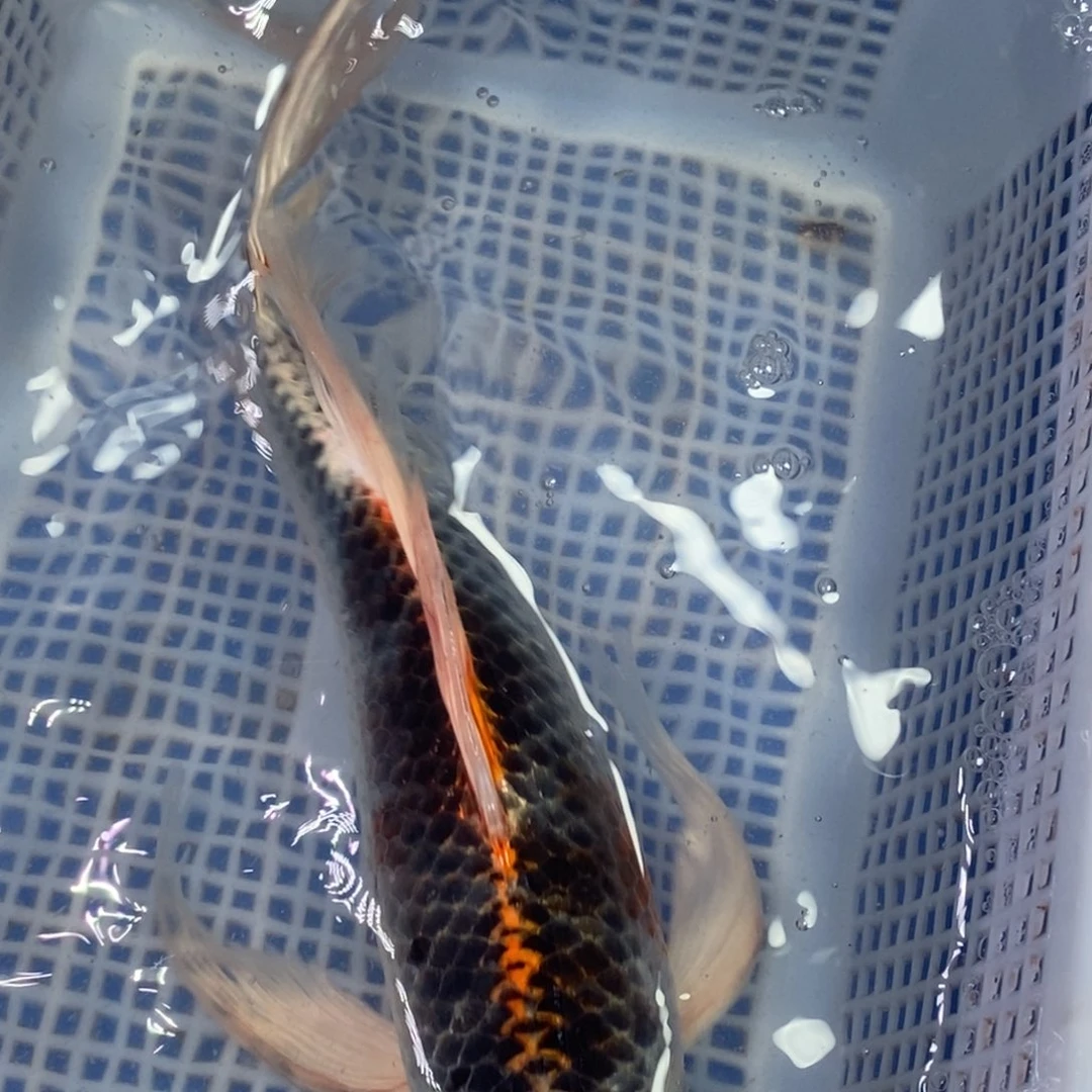 锦鲤冷水锦鲤包邮