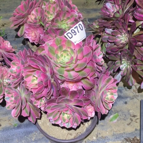 粉女巫多肉植物法师不包损