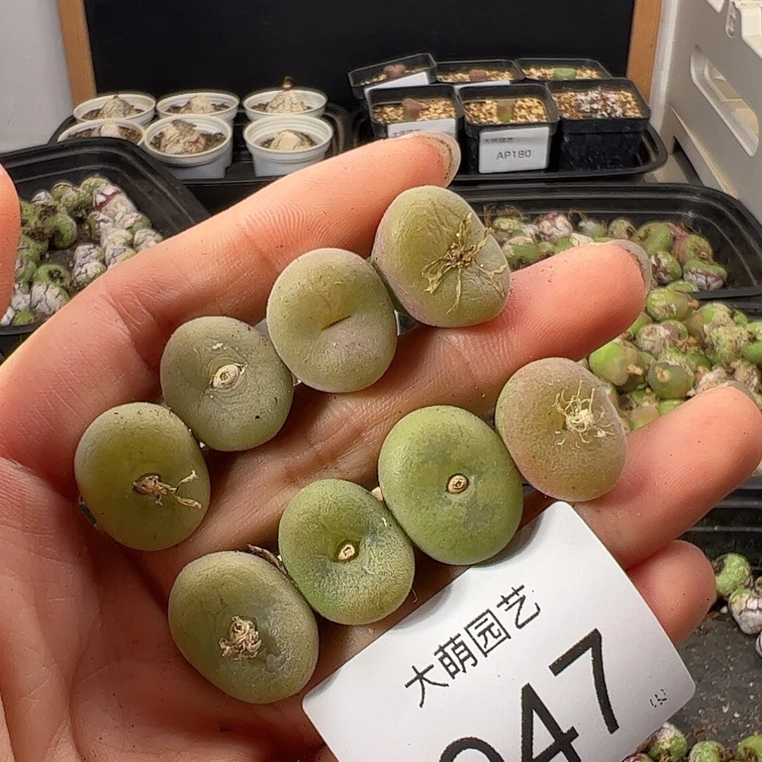 一物一拍              947