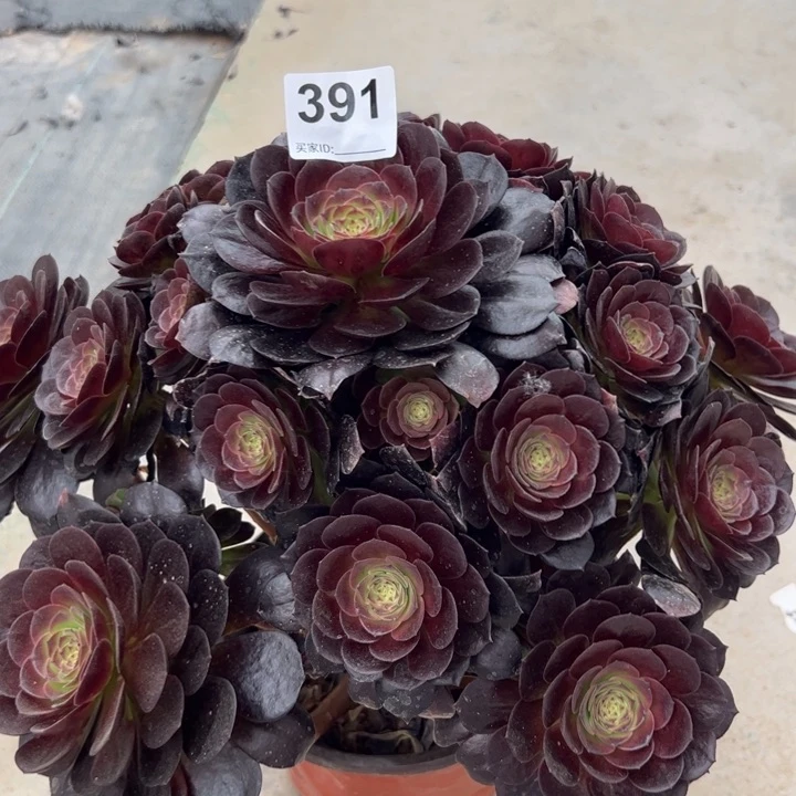 391赤焰莲35厘米左右