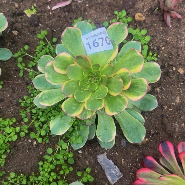 1670半夏多肉植物