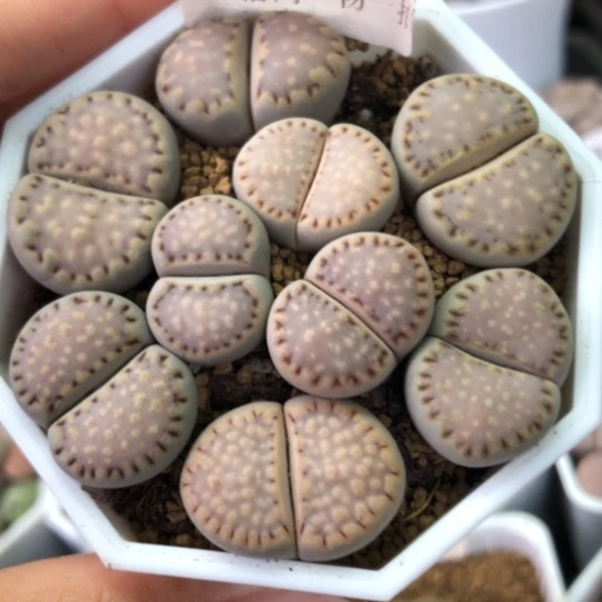0633，1.7-2.3厘米饼干如图