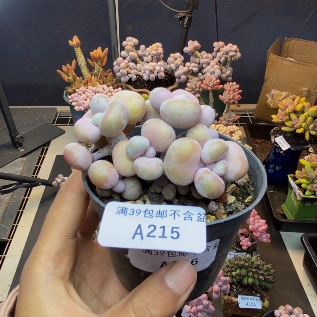 215腰子桃蛋多肉7c m