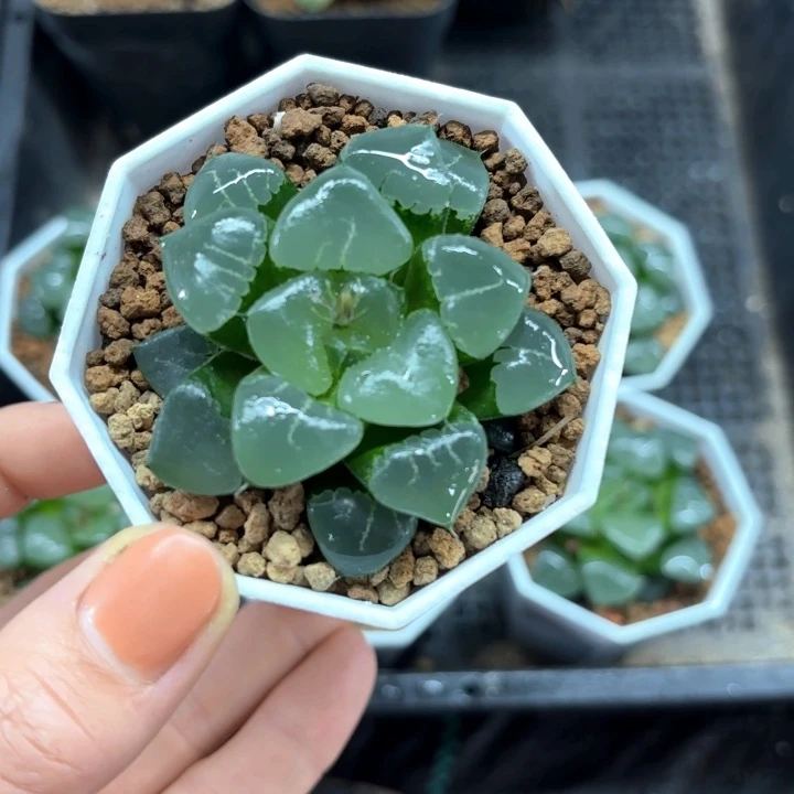姬翠寿多肉植物白盘