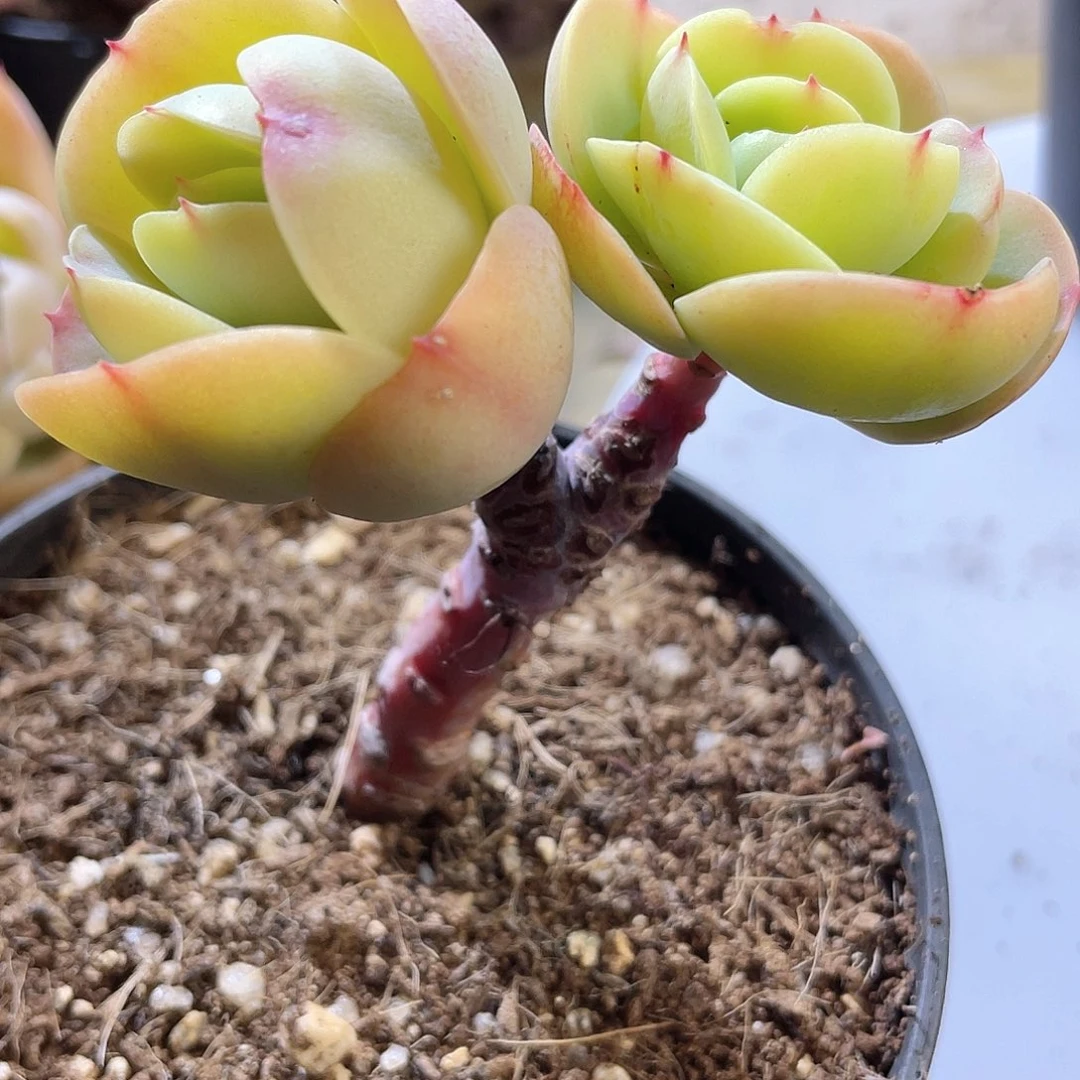 1914  鸡蛋碧桃 六月六