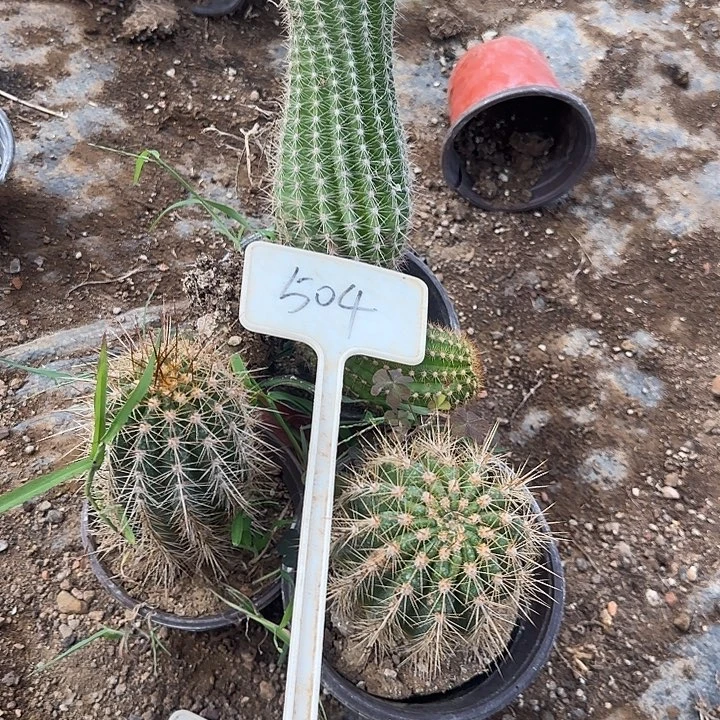 萤***草504号毛花瑕疵球20的