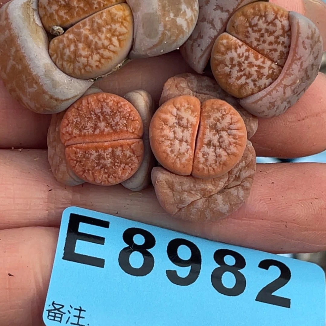 我***啾8982岛田拿铁4颗