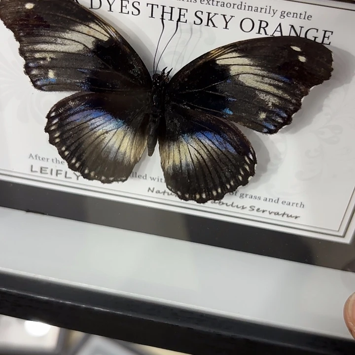 高****蝴蝶标本定制059@