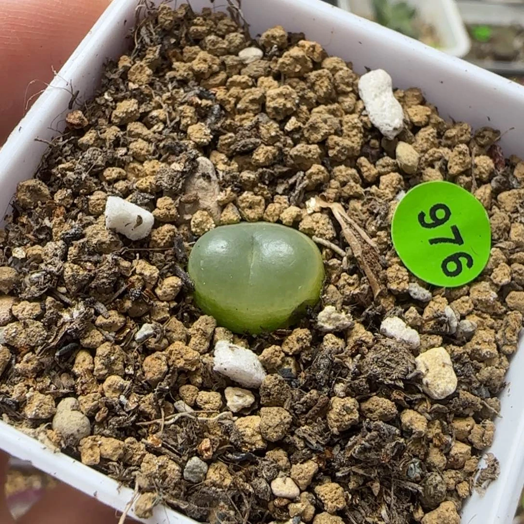 拉登1.2cm多肉带盆976