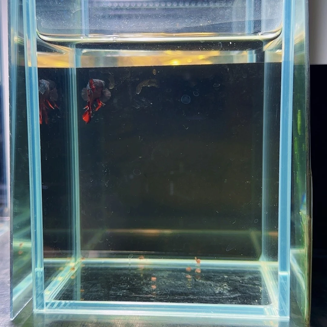 斗鱼活体观赏鱼好养耐活