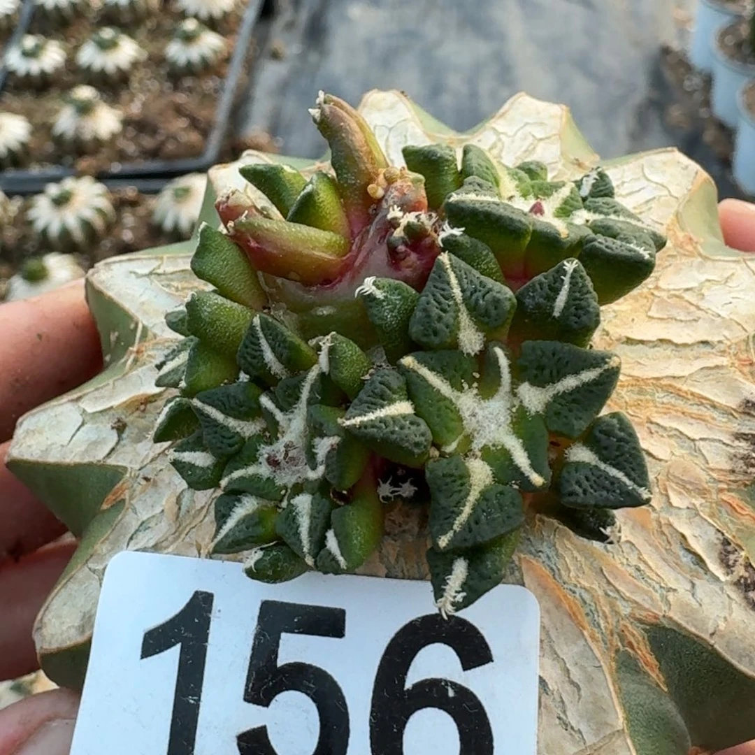 【闪购商品】群头苗接黑牡丹156仙人球