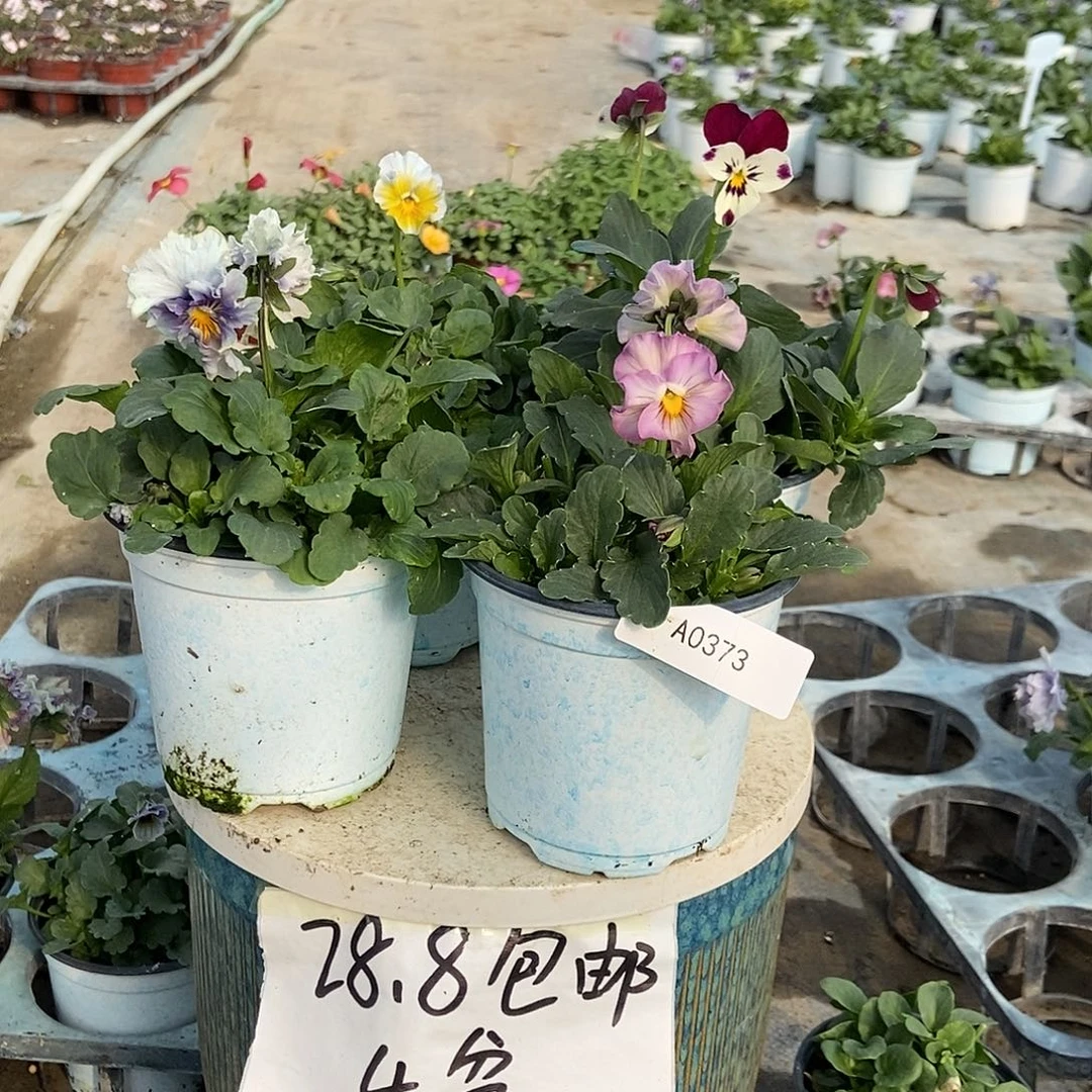 大部分花苞少量开放373