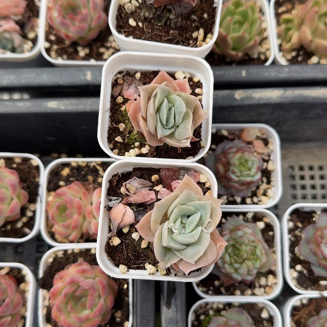 维***斯三颗可爱玫瑰小多肉