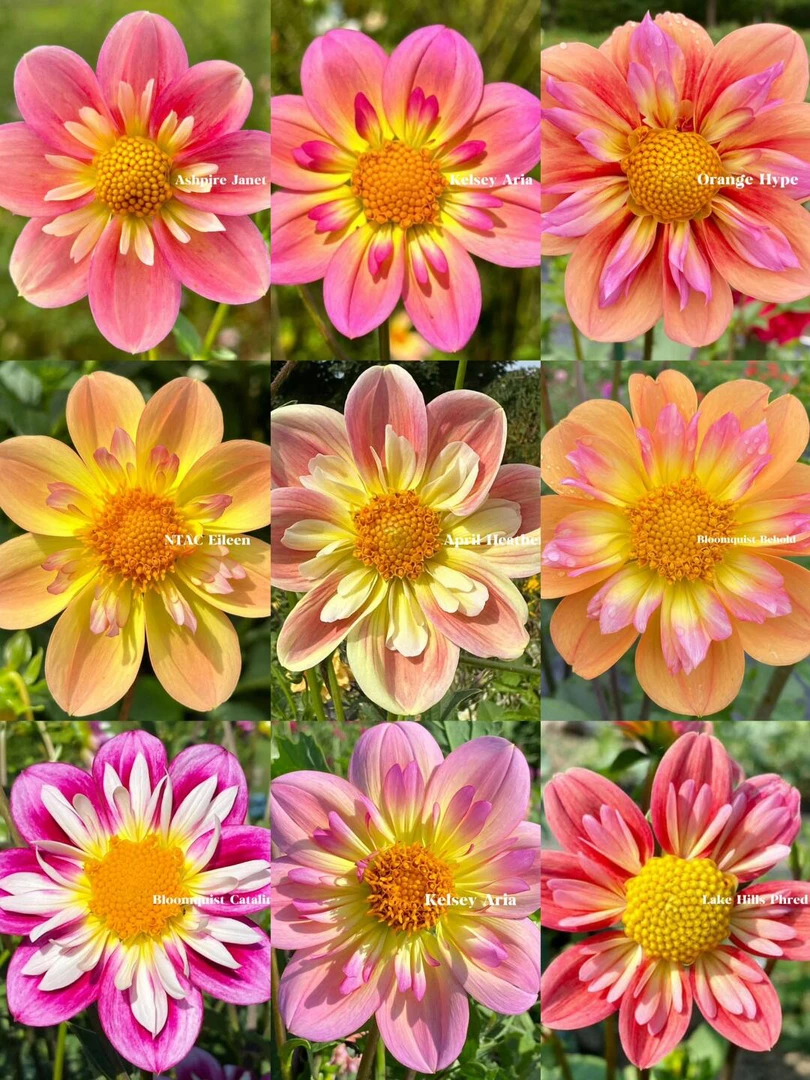 【单瓣集合】进口大丽花多年生盆栽地栽送肥料