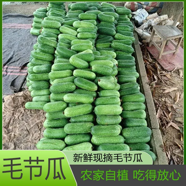 新鲜应季时令蔬菜现摘现发黑毛节瓜农 家自种 毛瓜小冬瓜新鲜节瓜