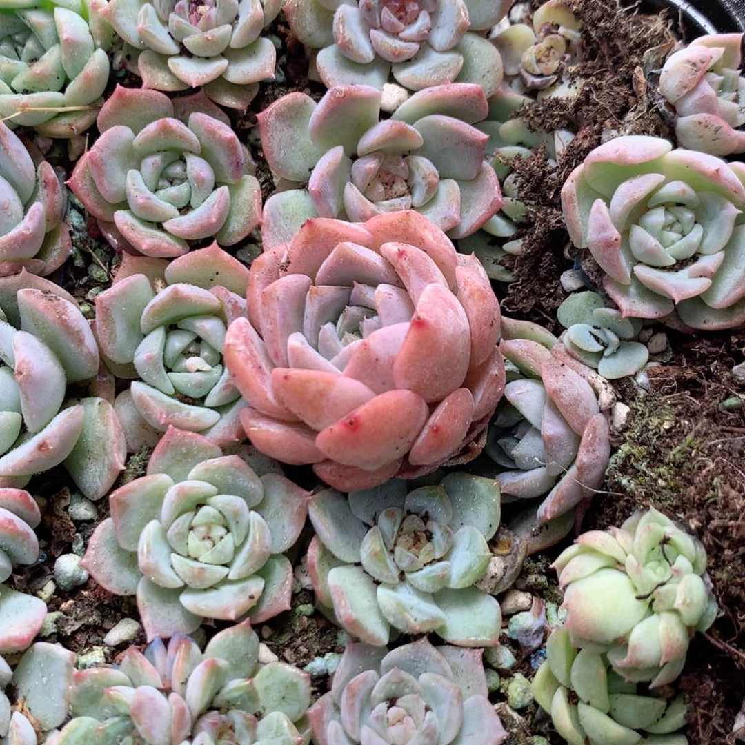 无花朵S12英语英语英语