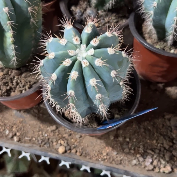 鹰***       吉祥如意。