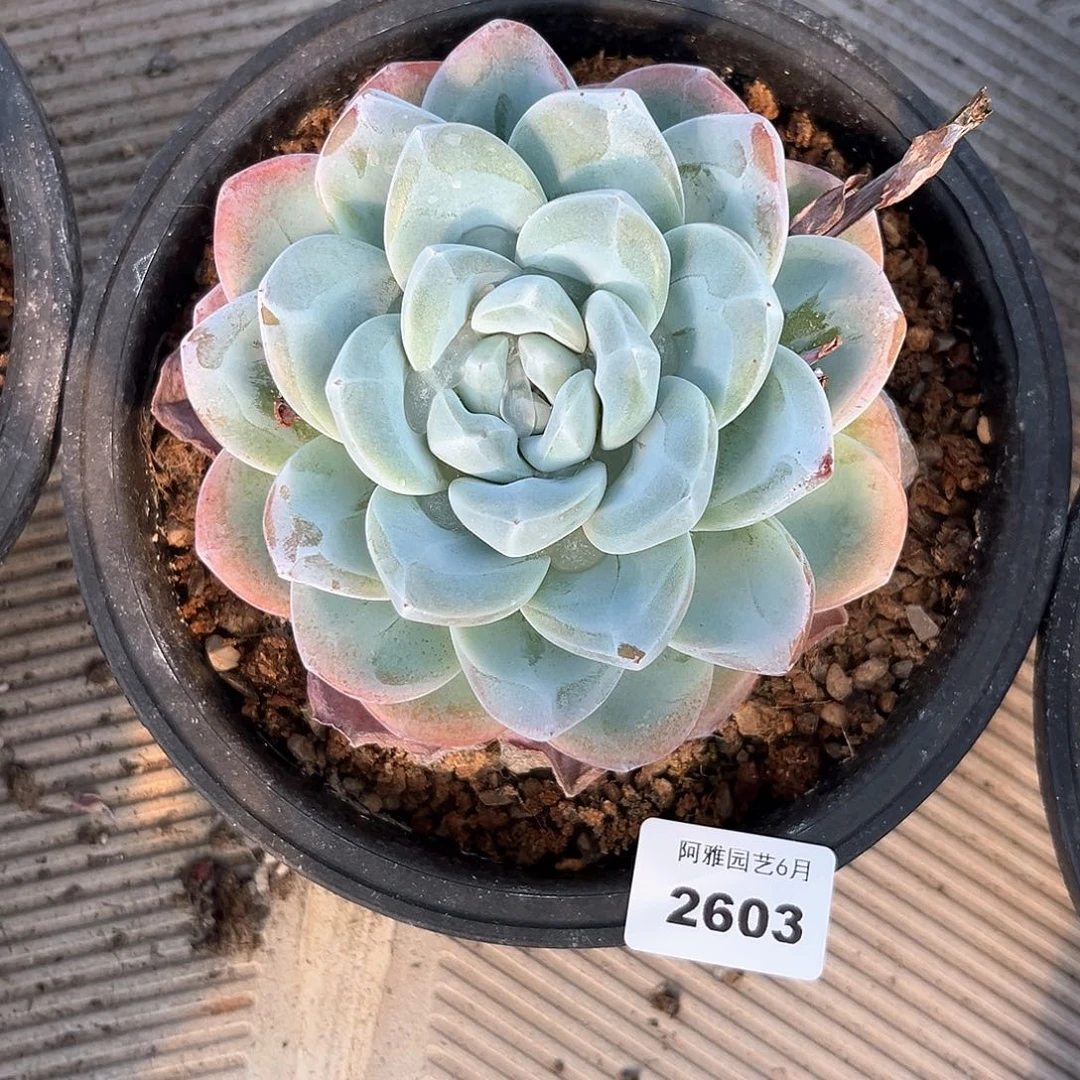 阿雅园艺。    2603冰玉大单