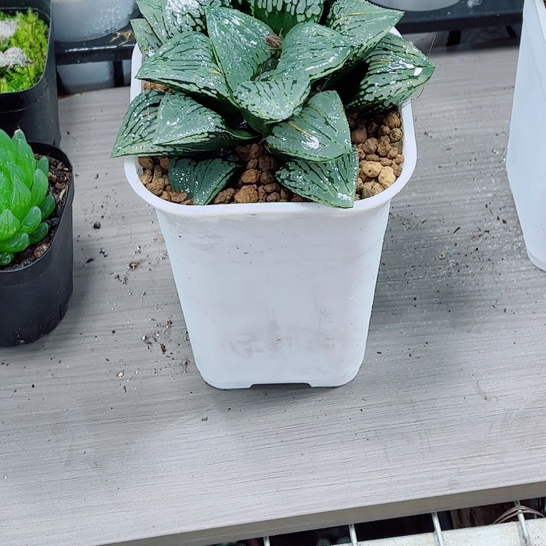 玛丽丽玉露一勿一拍