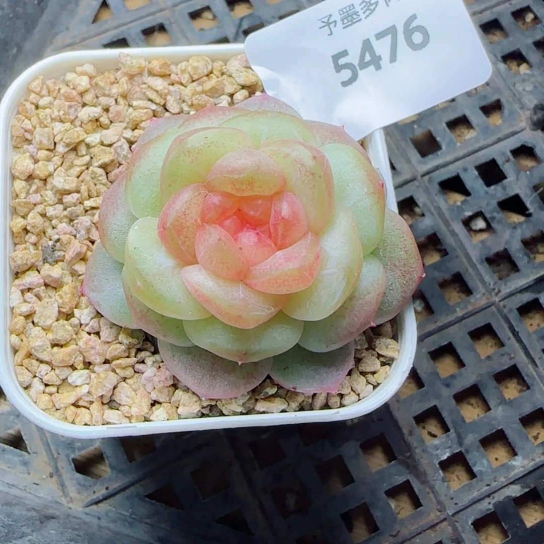 孤品珍妮，5476多肉植物