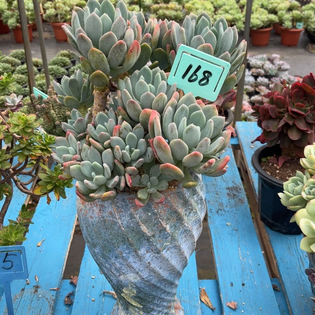 小雨多肉灰姑凉群