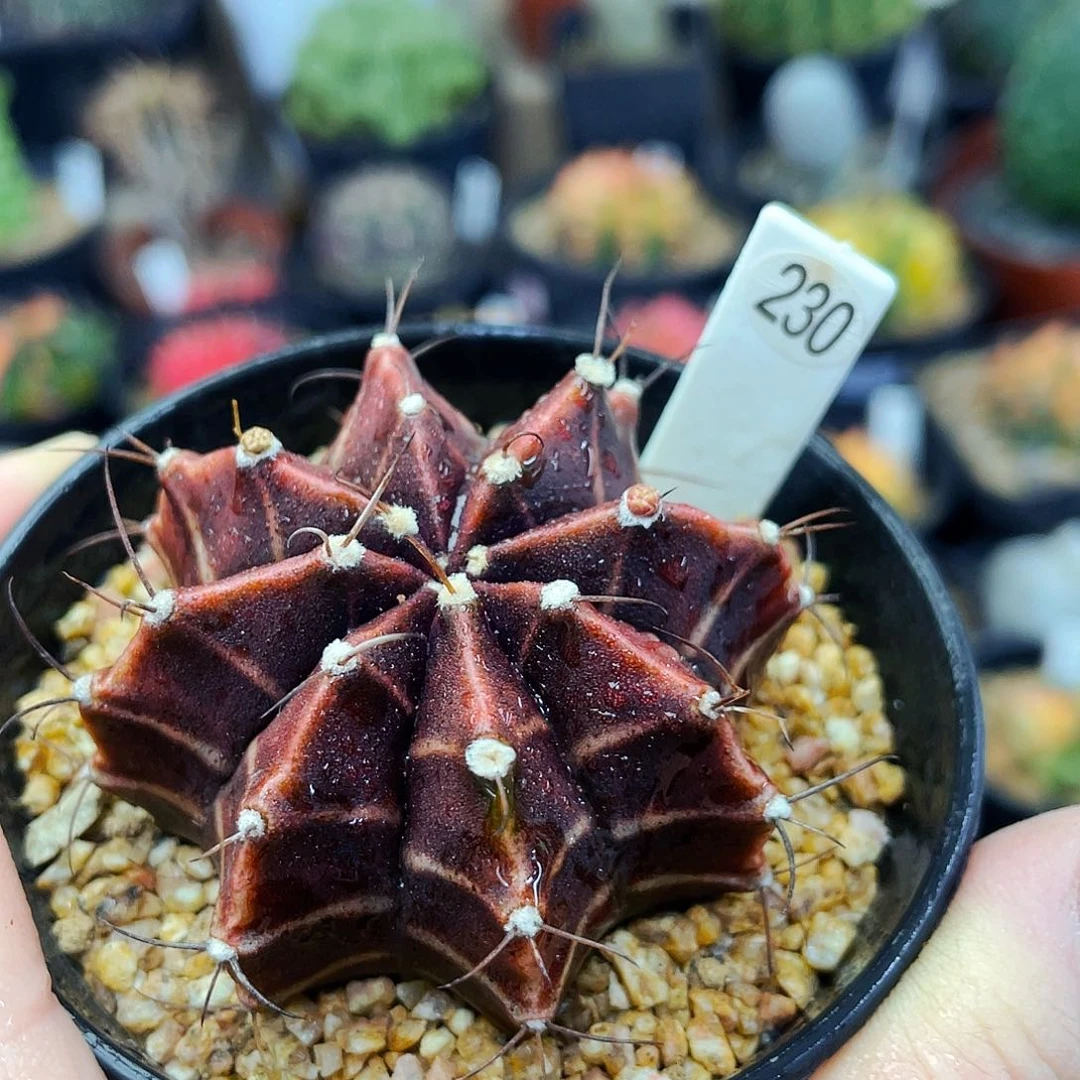 非偏远地区满25包邮仙人球